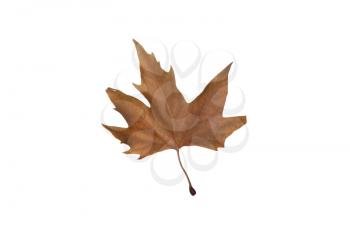 Autumn maple leaves isolated on white background