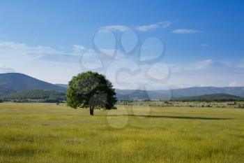 Alone tree in grass field. Lone Oak at sunset, against a background of mountains and hills. Spring or summer