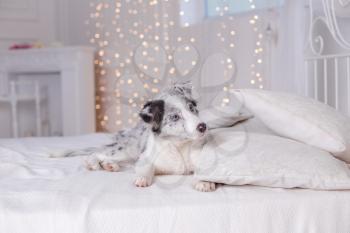 Australian Shepherd (Aussie ), 3 months old, sitting on the bed, white bedding, flashlights