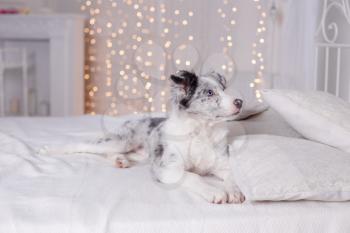 Australian Shepherd (Aussie ), 3 months old, sitting on the bed, white bedding, flashlights