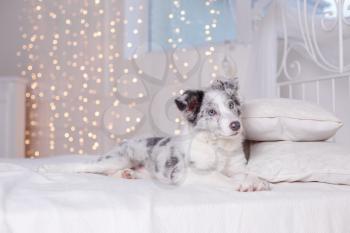 Australian Shepherd (Aussie ), 3 months old, sitting on the bed, white bedding, flashlights