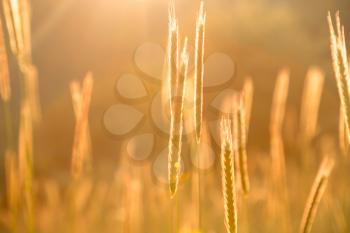 Grass when sunset with retro/vintage filter. Autumn Nature Natural Background Of Dry Grass. Bokeh, Boke Grass With Sunlight Colors