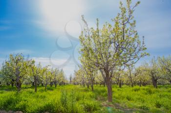 blooming apple tree in spring. Spring flowering garden