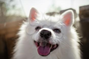 white spitz for a walk. Cute fluffy puppy of the German Spitz Pomeranian plays for a walk in nature.