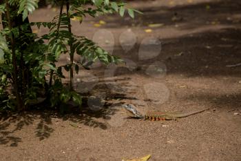 Beautiful colored exotic lizard in the Thai forest on the coast of the sea