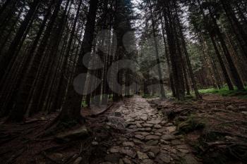 stone road in a coniferous forest in the mountains. Path in deep pine forest. Tatra mountains. Poland. ourney through the Carpathian forests and mountains