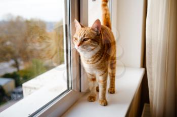 A cute ginger tabby cat is on the windowsill , looking out and waiting for something. Fluffy pet looks out the window.