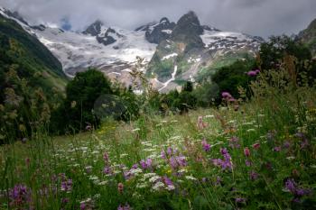 Field with flowering plants, herbs and flowers on Dombai in summer against the mountains with snow-capped peaks. North Caucasus, Russia.