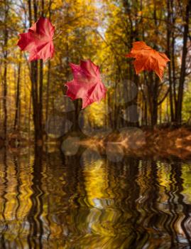 Concept of autumnal or fall image with three red maple leaves falling from trees towards a calm forest lake or river with sunlit banks