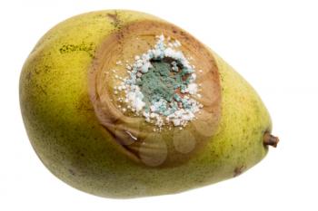 Close up if the green and white areas of fungus growing on a rotting pear isolated against white background