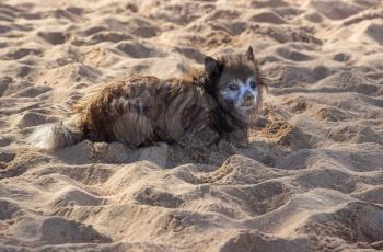 Wet bedraggled and sand covered puppy or small terrier dog on sandy beach