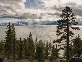 Pine and fir trees by Lake Tahoe in stormy spring day with snow on the distant Sierra Nevada Mountains