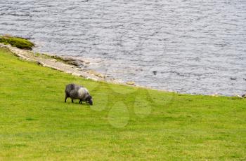 Sheep grazing by the side of lake or fjord in Norway