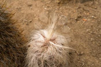 Top of unusual white silver hairs on Old Man Cactus