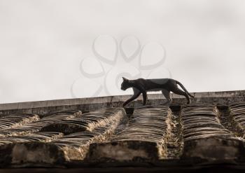 Cat stalking on tiled roof of Tulou at Unesco heritage site near Xiamen