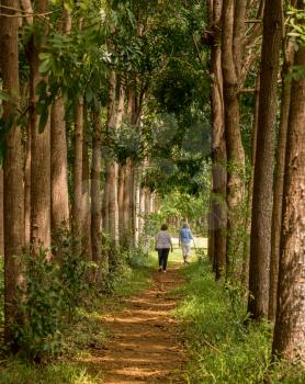 Senior adults walking on the Wai Koa Loop trail or track leads through plantation of Mahogany trees in Kauai, Hawaii, USA