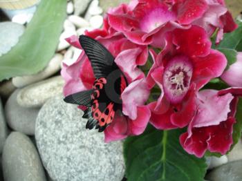 Butterfly on a flower. The insects in the terrarium.                            