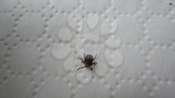 Tick-borne Encephalitis on a white surface.                               