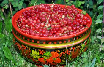 The ripe red currant gathered in a cup. Gathering berries from a garden.