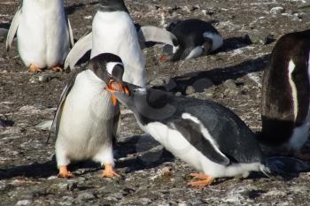 Penguins in Antarctica, waterfowl penguin in nature