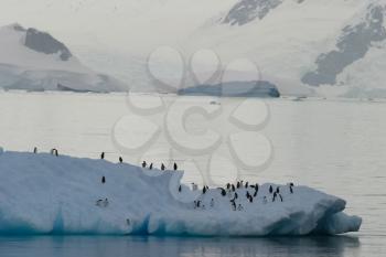 Penguins in Antarctica, waterfowl penguin in nature