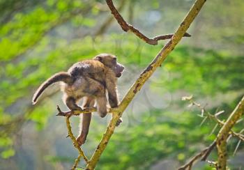 Baboon. Marmoset monkey African savannah. Baboon in their natural habitat