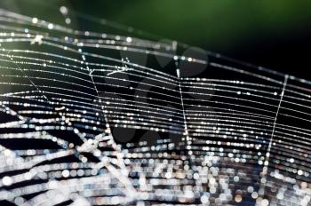 Macro photo of wildlife Spider web, trapping spider web. Macro photo of a spider web.