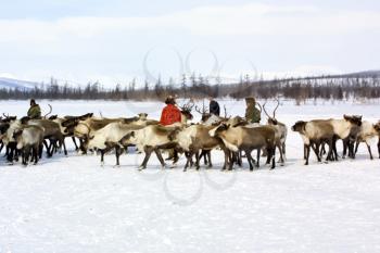 Bilibino, Russia - January 23, 2015: Pasture for grazing a herd of reindeer. Reindeer in Chukotka, Chukchi farming.