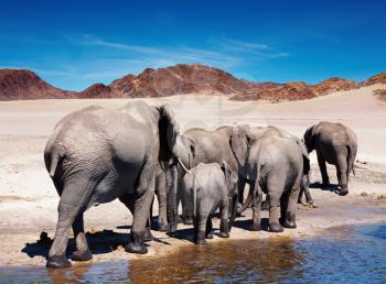 Herd of elephants at watering
