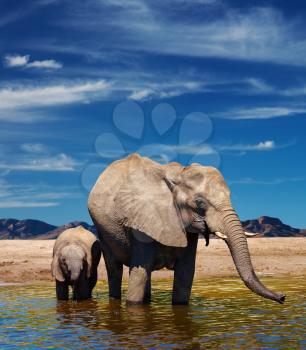 Mother and baby elephants at watering in african savanna
