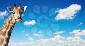 Giraffe's neck against blue sky background
