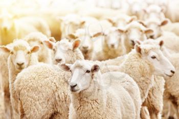 Livestock farm, flock of sheep