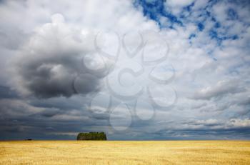 Landscape with mowed cornfield and cloudy sky

