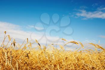 Ripe wheat ears against blue sky background