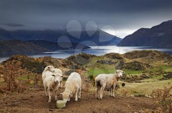Sheep licking salt, Mount Roys, Wanaka, New Zealand
