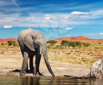 Drinking elephant in african savanna