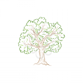 Tree with leaves isolated. Summer nature sign Vector illustration