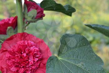 Mallow. Malva. Alcea. Large, curly flowers. The flower similar to a rose. Red, burgundy. Close-up. Sun rays. Flowerbed. Horizontal photo