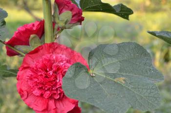 Mallow. Malva. Alcea. Large, curly flowers. The flower similar to a rose. Red, burgundy. Close-up. Sun rays. Garden. Horizontal