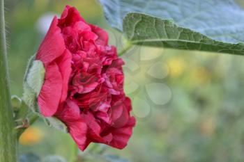 Mallow. Malva. Alcea. Large, curly flowers. The flower similar to a rose. Red, burgundy. Sun rays. Garden. Flowerbed. Horizontal photo