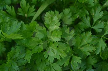 Parsley. Petroselinum. parsley leaves. Green leaves. Parsley growing in the garden. Close-up. Farm. Agriculture. Growing herbs. Horizontal photo