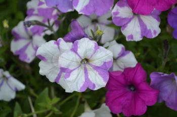 Petunia. Stimoryne. Petunia nyctaginiflora. Delicate flower. Flowers are white with purple. Bushes petunias. Green leaves. Garden. Flowerbed. Growing flowers. Horizontal photo