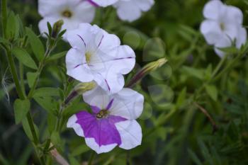Petunia. Stimoryne. Petunia nyctaginiflora. Delicate flower. Flowers are white with purple. Bushes petunias. Green leaves. Garden. Flowerbed. Growing flowers. Beautiful plants. Horizontal