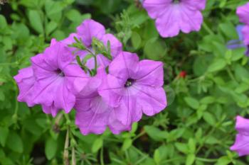 Petunia. Stimoryne. Petunia nyctaginiflora. Delicate flower. Flowers pink. bushes petunias. Garden. Flowerbed. Growing flowers. Beautiful plants. Horizontal