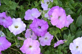 Petunia. Stimoryne. Petunia nyctaginiflora. Delicate flower. Flowers pink. bushes petunias. Green leaves. Growing flowers. Beautiful plants. Horizontal