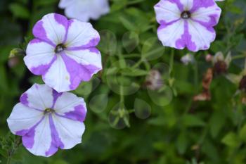 Petunia. Stimoryne. Petunia nyctaginiflora. Delicate flower. Flowers purple with white stripes. Bushes petunias. Green leaves. Garden. Flowerbed. Beautiful plants. Horizontal