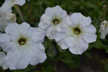 Petunia. Stimoryne. Petunia nyctaginiflora. Delicate flower. White flowers. bushes petunias. Green leaves. Garden. Flowerbed. Growing flowers. Horizontal photo