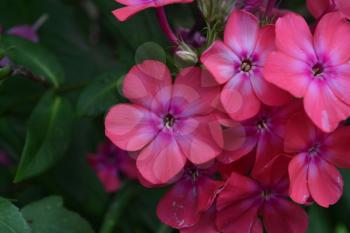 Phlox. Polemoniaceae. Beautiful inflorescence. Flowers pink. Growing flowers. Flowerbed. Garden. Floriculture. On blurred background. Close-up. Horizontal