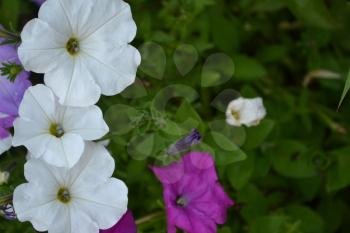 Petunia. Stimoryne. Petunia nyctaginiflora. Delicate flower. White flowers. bushes petunias. Green leaves. Garden. Flowerbed. Horizontal photo