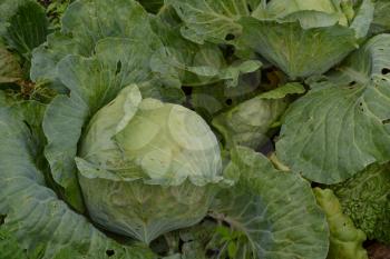 White cabbage. Cabbage close-up. Cabbage growing in the garden. Brassica oleracea. Growing cabbage. Field. Farm
